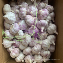 China new crop normal white garlic bulk sale in 10kg carton pack